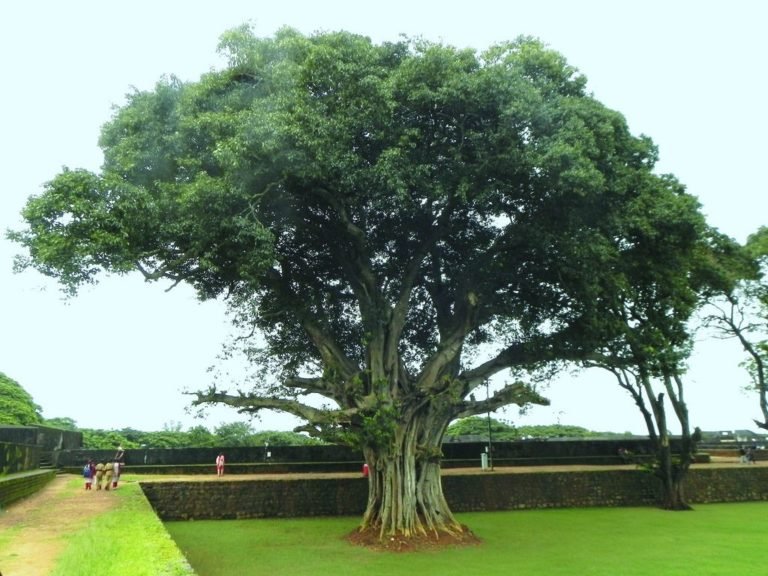 ಅಶ್ವತ್ಥ ವೃಕ್ಷವನ್ನ ಪೂಜಿಸಿದರೆ ಸಂತಾನ ಭಾಗ್ಯ ಫಲಿಸುತ್ತಾ..!?
