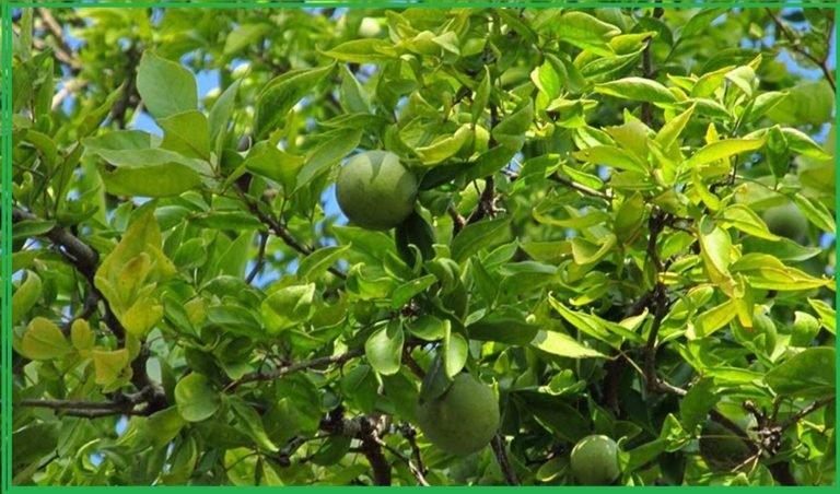 ದೇವರ ಪೂಜೆಯಲ್ಲಿ ಬಿಲ್ವಪತ್ರೆಯ ಪ್ರಾಮುಖ್ಯತೇನು…?