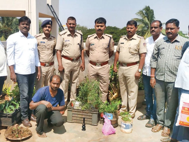 ರಾತ್ರೋರಾತ್ರಿ ಪೊಲೀಸರಿಂದ ಗಾಂಜಾ ಬೇಟೆ..!