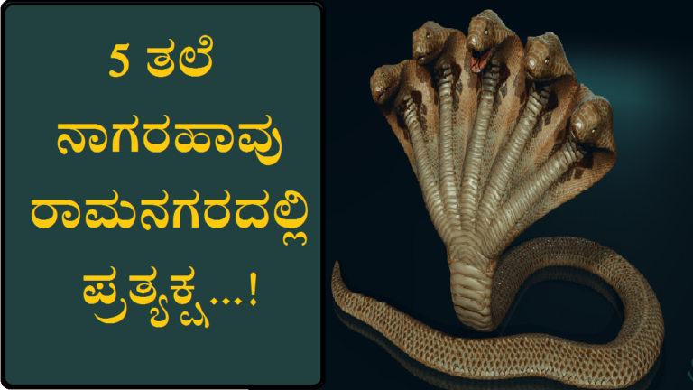 ಐದು ತಲೆ ನಾಗರಹಾವು ರಾಮನಗರದಲ್ಲಿ ಪ್ರತ್ಯಕ್ಷ…!