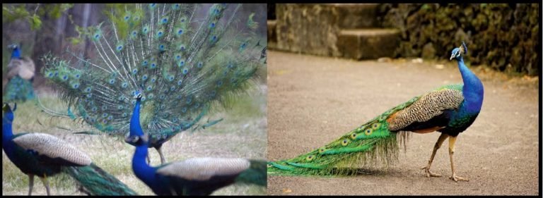 ಸೋಷಿಯಲ್ ಡಿಸ್ಟೆನ್ಸ್ ಪಾಲಿಸಿದ ನವಿಲುಗಳು..!