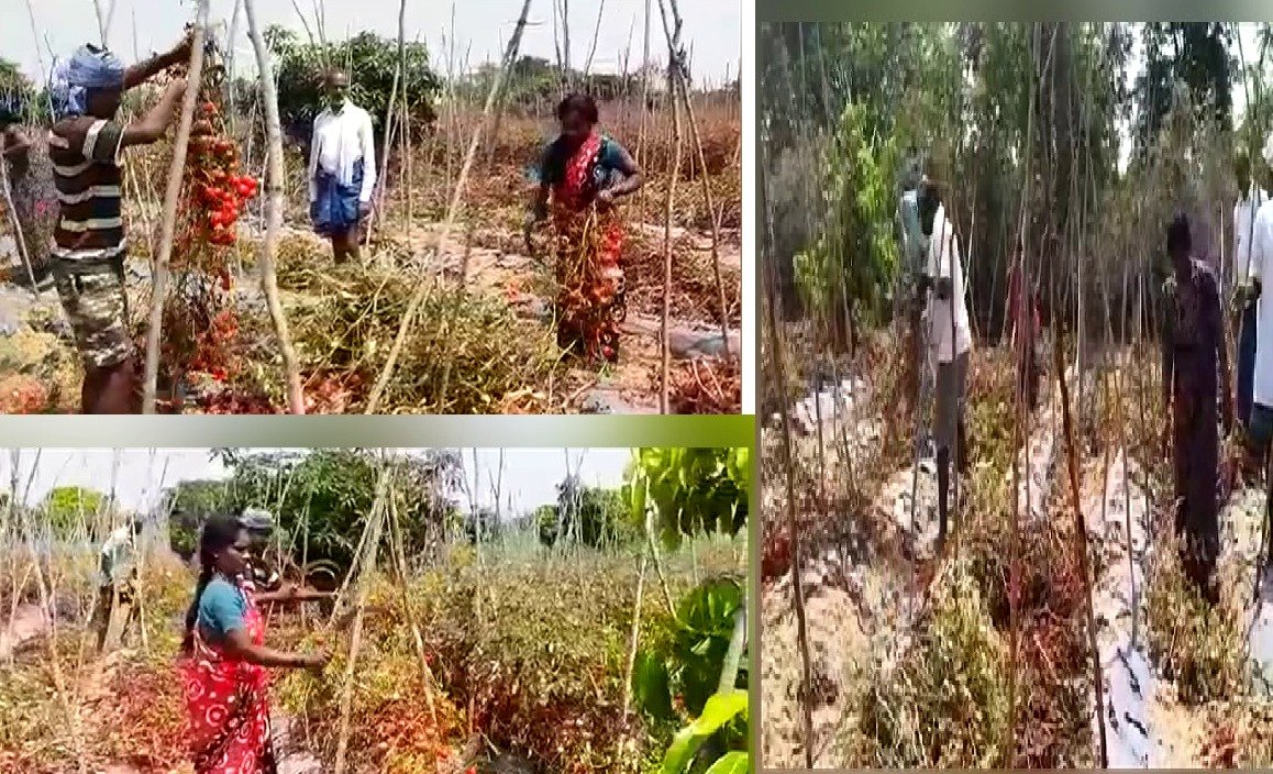 TOMATO WASTE