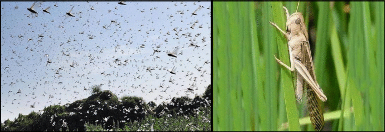 ತುಮಕೂರು ಜಿಲ್ಲೆ ಮಧುಗಿರಿಗೆ LOCUSTS(ಮಿಡತೆಗಳ ) ದಾಳಿ..!